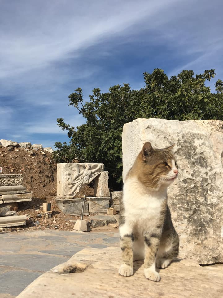 A cat in Ephesus Turkey