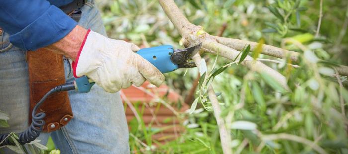 Olive Tree Being Pruned