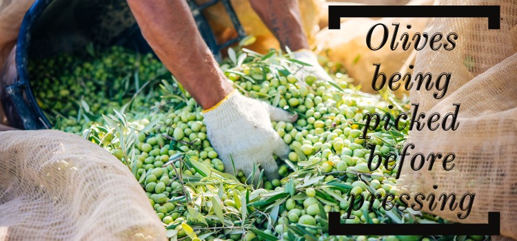 Olives being picked before pressing