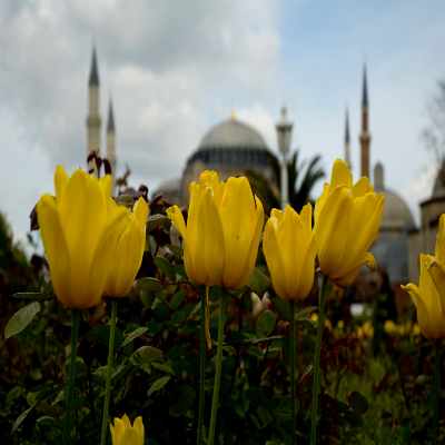 Tulips in front of Hagia Sophia
