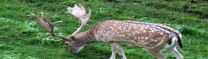 A red deer in Dilek Peninsula