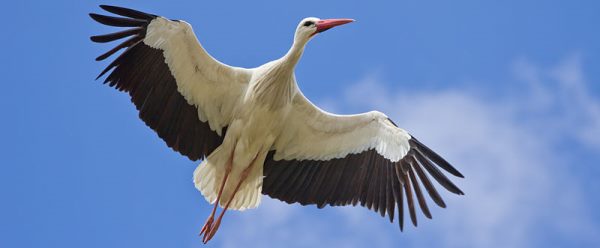 Storks of Ephesus