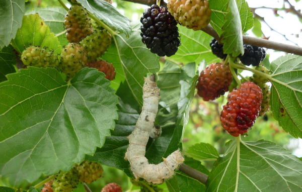 A Silkworm eating a mulberry on a tree. Roman mulberry trees helped the hand-woven carpet industry in Turkey too.