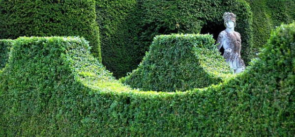 Boxwood was used in Roman Palaces just like we use it in modern garden decorations