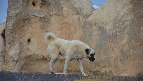 Sivas Kangal Dog in Cappadocia