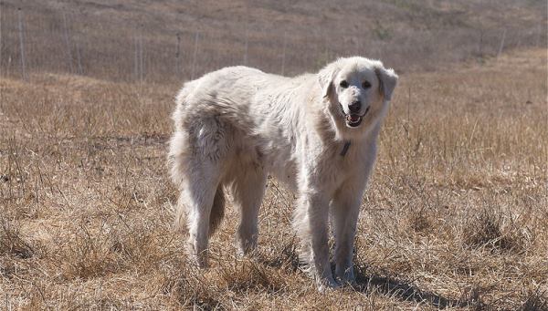 Turkish Akbash Dog