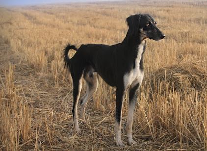 Turkish Greyhound Dog