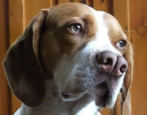 Turkish Pointer which is also known as Catalburun