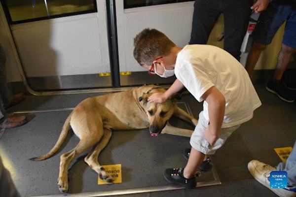 Boji The Wandering Dog Of Istanbul in Istanbul Metro
