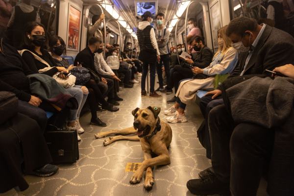 Boji The Wandering Dog Of Istanbul in Metro