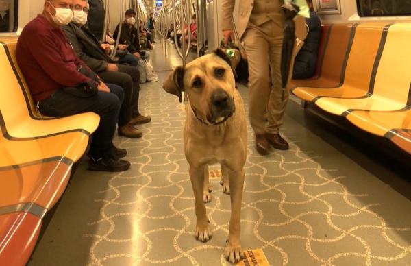 Boji The Wandering Dog Of Istanbul in Subway