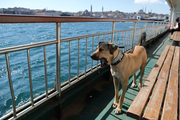 Boji The Wandering Dog Of Istanbul on Ferry Cruising Bosphorus