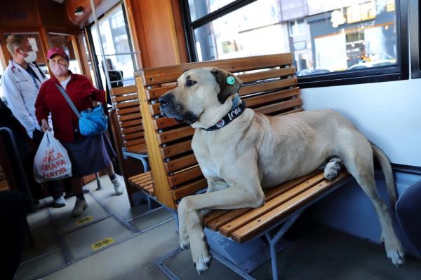 Boji The Wandering Dog Of Istanbul