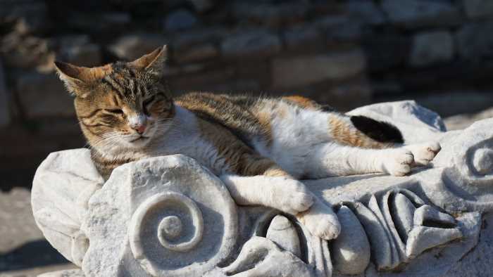 Cats of Ephesus 3