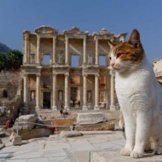 Cat posing in front of Celsus Library of Ephesus