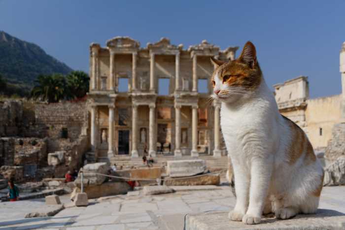 Cat posing in front of Celsus Library of Ephesus