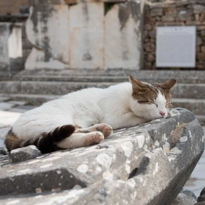 Cats of Ephesus 1