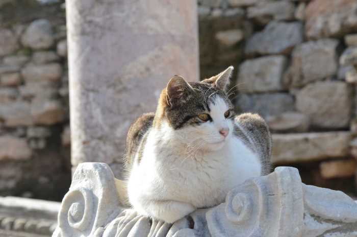 Cats of Ephesus 9