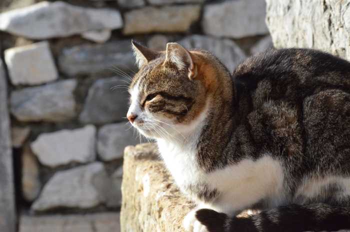 Cats of Ephesus 10