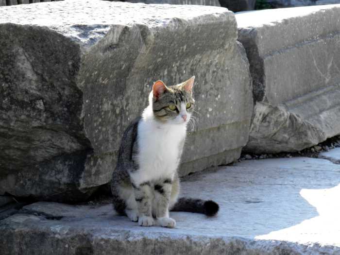 Cats of Ephesus 11