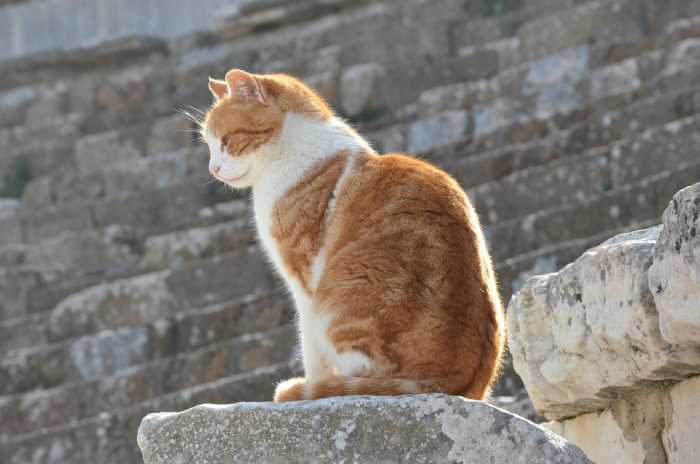 Cats of Ephesus 7