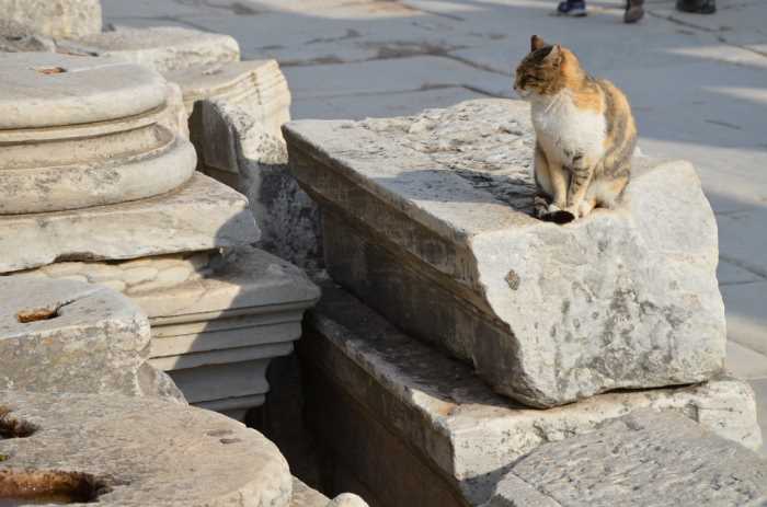 Cats of Ephesus 6