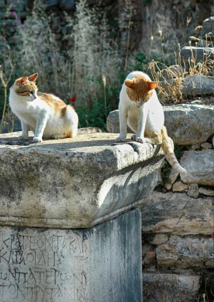 Cats of Ephesus 5