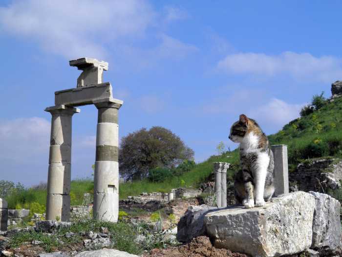 Cats of Ephesus 4