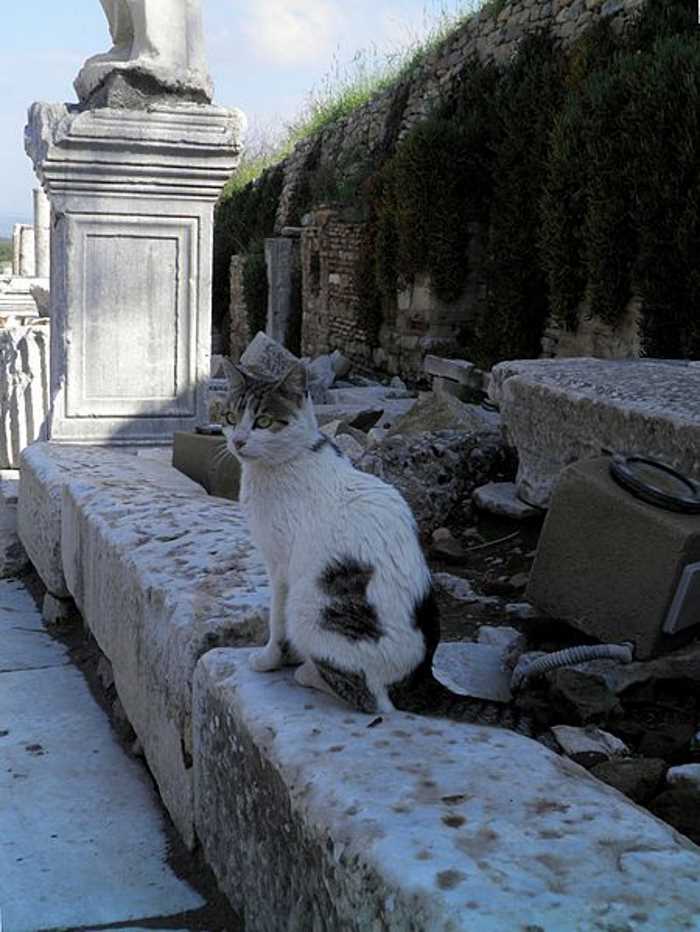 Cats of Ephesus 2