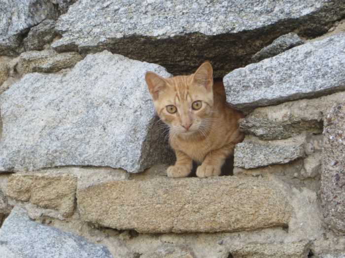 Cats of Ephesus 8