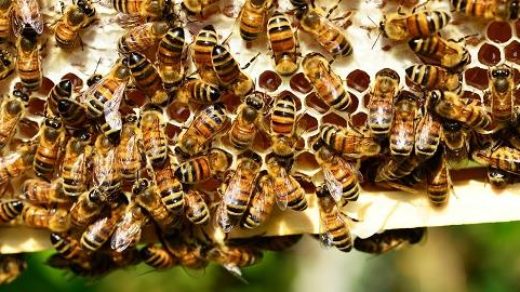 Amazing Turkish Honey