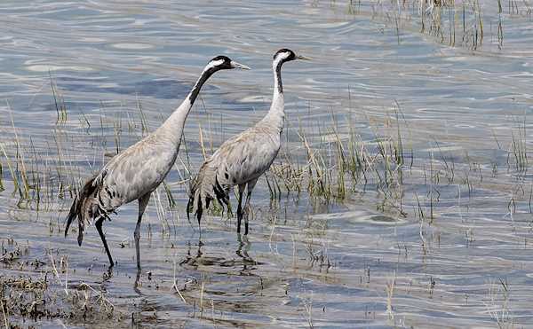 Cranes in Ephesus Swamp Reeds - Migratory Birds of Turkey