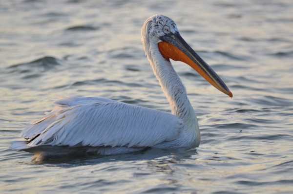 Pelican In Izmir (Smyrna) Bay - Migratory Birds of Turkey