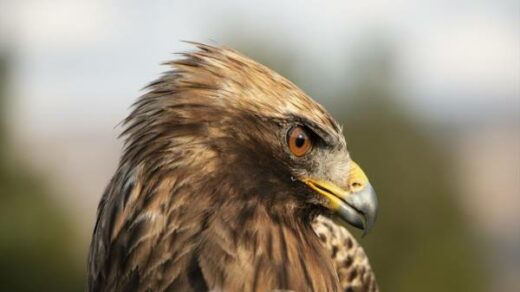 Turkish Forest Eagle - Migratory Birds of Turkey