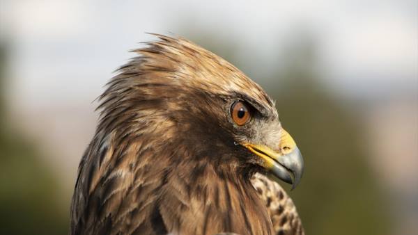 Turkish Forest Eagle - Migratory Birds of Turkey