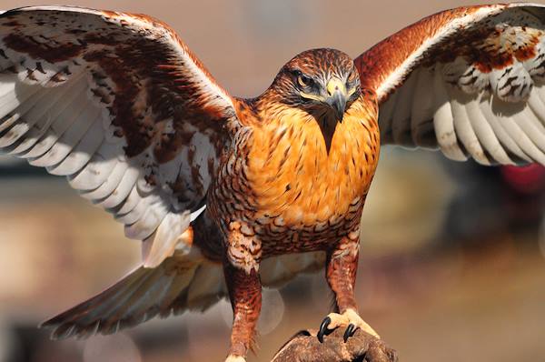 Turkish Hawk - Migratory Birds of Turkey