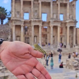 A Baby Chameleon Spotted In Ephesus