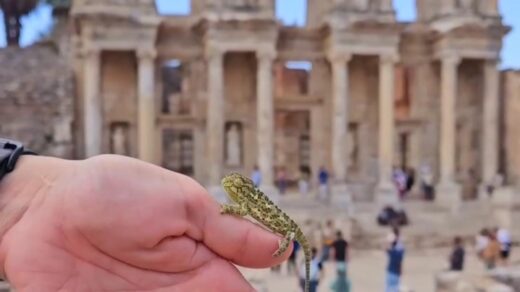 A Baby Chameleon Spotted In Ephesus