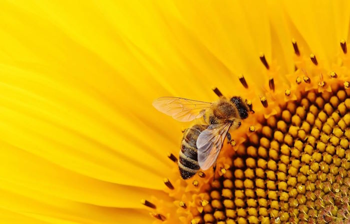 Symbolic and Religious Meanings of Bees in Ephesus