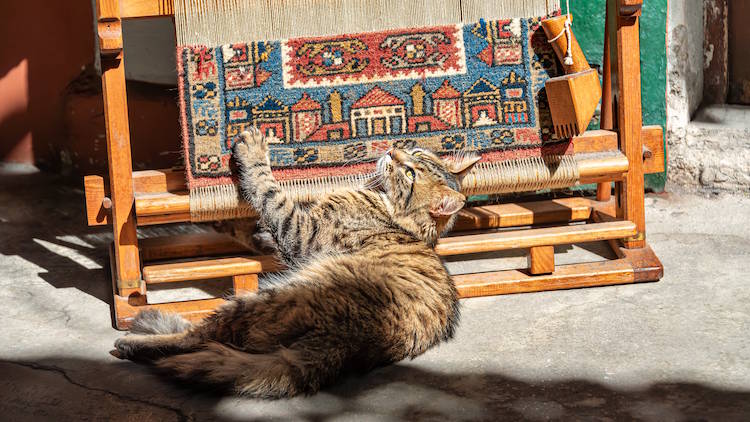 A street cat is streching by the carpet loom which is outside of the Historic Grand Bazaar of Istanbul.