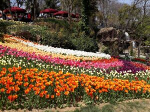 Curved beds of orange, pink, white and purple tulips on a slope at Emirgan Park during the tulip festival in Istanbul, with a small waterfall among the trees behind