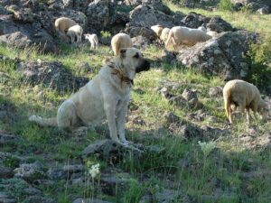 A Kangal, one of the Anatolian dogs of Turkey, sitting in a spiked collar on a rocky hillside with sheep grazing behind it